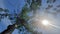 Scorching sunshine above parkia speciosa tree