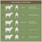 The scoring body and structure loin area of sheep