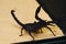 Scorpio in terrarium. Black scorpion is a poisonous arthropod
