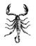 Scorpion animal
