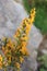 Scorpion broom flowers also call genista scorpius