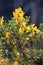 Scorpion broom flowers also call genista scorpius