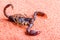 Scorpion crawling on the fabric, close up