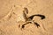 Scorpion crawling in the sand somewhere in the Sahara