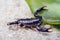 Scorpion creeps on the sand close up