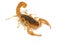 scorpion with dangerous-looking spikes and a long tail standing against a plain white background