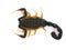 scorpion with dangerous-looking spikes and a long tail standing against a plain white background