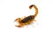 scorpion with dangerous-looking spikes and a long tail standing against a plain white background
