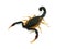 scorpion with dangerous-looking spikes and a long tail standing against a plain white background