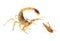 Scorpion (Deathstalker)