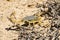 Scorpion deathstalker Leiurus quinquestriatus