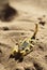 Scorpion on desert sand