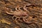 Scorpion, Euscorpiops longimanus, Euscorpiidae, Jampue hills, Tripura