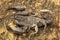 Scorpion, Euscorpiops longimanus, Euscorpiidae, Jampue hills, Tripura , India