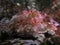 Scorpion Fish