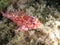 Scorpion Fish