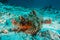 Scorpion fish - Andaman Sea