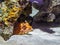 Scorpion fish fish behind a rock