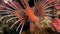 Scorpion fish lionfish red underwater on background of seabed in Maldives.