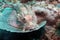 Scorpion Fish Pink Underwater 1