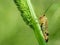 Scorpion fly Mecoptera Panorpa Panorpidae