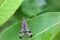 Scorpion fly in nature area Eifel