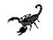 Scorpion Illustration side view