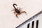 Scorpion inside the bathroom. Venomous animal near the bathroom drain. need for fingering, poisonous scorpion, macro photography
