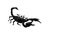 Scorpion isolate white background