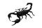 Scorpion isolate white background