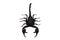 Scorpion isolate white background