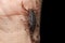 Scorpion Lychas tricarinatus on my hand