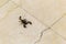 Scorpion on Marble