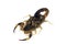 Scorpion mother with a baby on the back isolated on a white background