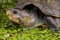 Scorpion mud turtle