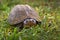 Scorpion mud turtle, Kinosternon scorpioides, turtle in the green grass near the water. Cano Negro Reserve in Costa Rica. Tabasco