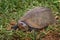 Scorpion mud turtle, Kinosternon scorpioides, turtle in the green grass near the water. Cano Negro Reserve in Costa Rica. Tabasco