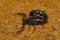 Scorpion. Orthochirus`s sp. Tamilnadu