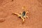 Scorpion parabuthus villosus - Namibia Africa