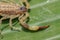 A scorpion pincer pedipalp up close. Leiurus hebraeus, the Hebrew deathstalker or Israeli yellow scorpion