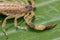 A scorpion pincer pedipalp up close. Leiurus hebraeus, the Hebrew deathstalker or Israeli yellow scorpion