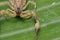 A scorpion pincer pedipalp up close. Leiurus hebraeus, the Hebrew deathstalker or Israeli yellow scorpion
