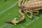 A scorpion pincer pedipalp up close. Swimming Scorpion, Chinese swimming scorpion or Ornate Bark Scorpion on a leaf in a tropical