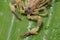 A scorpion pincer pedipalp up close. Swimming Scorpion, Chinese swimming scorpion or Ornate Bark Scorpion on a leaf in a tropical