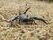 Scorpion on the sand