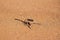 Scorpion on sand of desert