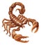 Scorpion Scorpio Zodiac Sign Design