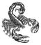Scorpion Scorpio Zodiac Sign Woodcut Design