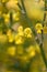 Scorpion senna Hippocrepis emerus close-up yellow flowers