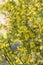 Scorpion senna Hippocrepis emerus yellow flowering shrub